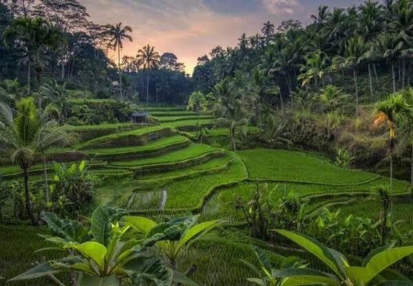 Rice Terraces in Ubud, Bali – Iconic stepped green paddy fields